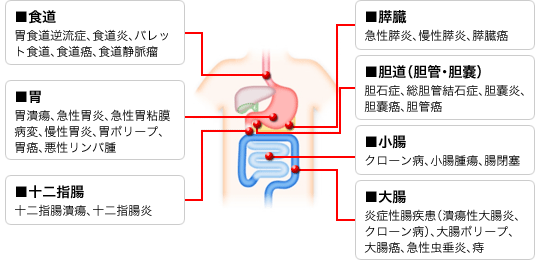 おなかの中の図